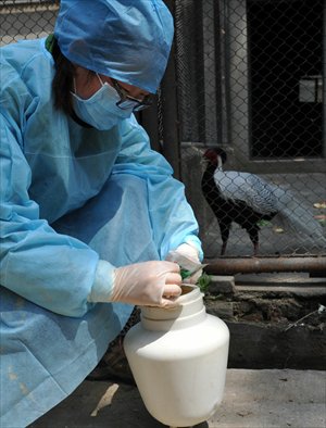 A vet of the Nanjing Hongshan Forest Zoo is mixing isatis root beverages, or banlangen in Chinese, into drinking water for rare and precious birds to prevent them from contracting H7N9 bird flu Friday. Over 1,000 birds in the zoo consume about 100 bags of banlangen every day, which is believed to strengthen their immune system. Photo: CFP