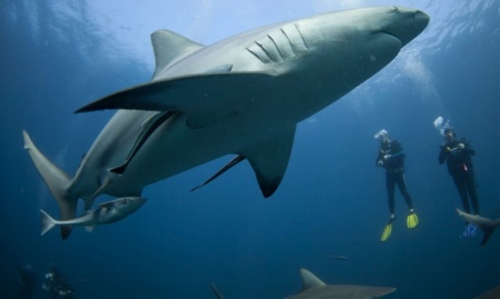 Photographer Rainer Schimpf caught the breathtaking moment when a diver gets&nbsp;trapped during the shark feeding frenzy. (Source: huanqiu.com)