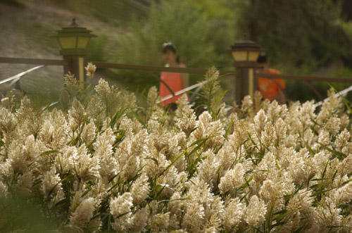 Two tourists walk past the reeds by the side of Crescent Lake in Dunhuang city, Northwest China's Gansu Province, August 30, 2012. Dunhuang, a major stop on the ancient Silk road well known for its Mogao Caves (Caves of 1,000 Buddhas), Crescent Lake and Mingsha Mountain, has witnessed a 40 percent increase in both tourists number and tourism industry's revenue in the first eight months in 2012 compared with the same period of last year. Photo: Xinhua