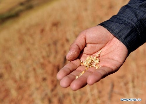  A man shows the drought-hit wheat at Shilin County in southwest China's Yunnan Province, Feb. 27, 2013. About 600,000 people are facing shortage of drinking water amid severe drought that hit southwest China's Yunnan Province for the fourth straight year, and the current drought has affected 5.11 million mu of cropland in the province China's drought relief authority said Feb. 21, 2013. (Xinhua/Lin Yiguang)  