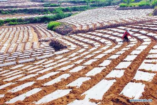 Farmers take care of peanut seedlings covered with mulches in the field in Yangzhuang Village of Zaozhuang City, east China's Shandong Province, May 5, 2013. Farmers in central and eastern China are busy with planting crops as the summer approaches. (Xinhua/Liu Mingxiang)