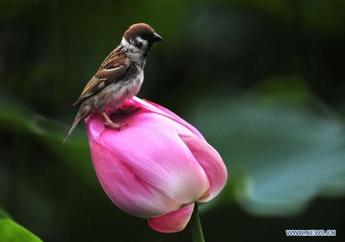 Photo taken on June 3, 2012 shows a sparrow resting on a lotus flower at Taipei Botanical Garden in Taipei, southeast China's Taiwan. Photo: Xinhua