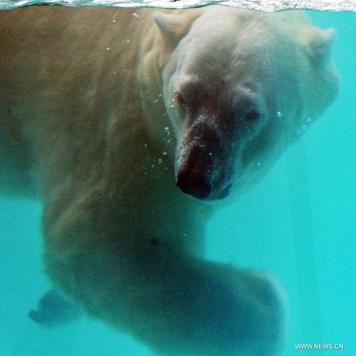 The locally bred polar bear Inuka swims at the Singapore Zoo, May 29, 2013. The Singapore Zoo celebrated the moving of Inuka, the first polar bear born in the Singapore Zoo and the tropics, into its new enclosure by hosting a housewarming ceremony on Wednesday. (Xinhua/Then Chih Wey) 