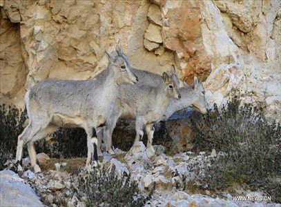 Photo taken on October 20, 2012 shows bharals, or blue sheep, on Qiangtang Grassland in Southwest China's Tibet Autonomous Region. Qiangtang Nature Reserve covers an area of more than 200,000 sq km in northern Tibet. The reserve is home to over 400 kinds of wild animals. (Xinhua/Liu Kun)
