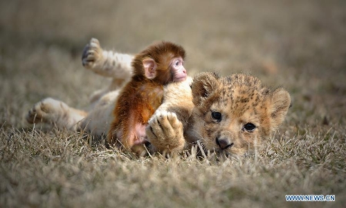 A baby lion and a baby monkey play at the Guaipo Manchurian Tiger Park in Shenyang, capital of northeast China's Liaoning Province, April 19, 2013. The 32-day-old baby lion and the 16-day-old monkey have become intimate friends. They are both fed by keepers after birth as their mothers lack breast milk. (Xinhua/Yao Jianfeng)