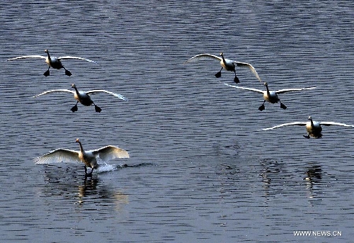 White swans are seen at the Yellow River wetland in Sanmenxia, central China's Henan Province, Jan. 6, 2013. (Xinhua/Wang Song)  