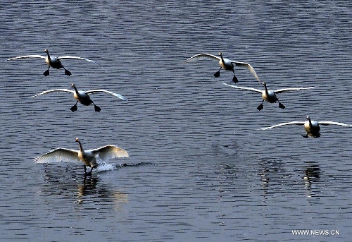 White swans are seen at the Yellow River wetland in Sanmenxia, central China's Henan Province, Jan. 6, 2013. (Xinhua/Wang Song)&nbsp; 