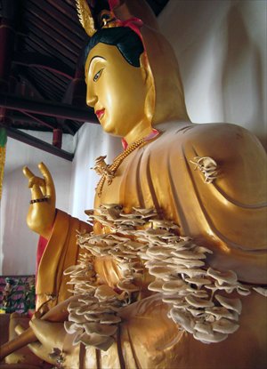 Mushrooms are pictured Tuesday growing out of a statue of a Buddhist goddess at a local temple in Nanjing, Fujian Province. Photo: IC