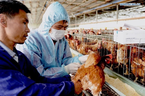 A disease control staff examines a chicken in a chicken farm in Fuqing, southeast China's Fujian Province, April 26, 2013. Health authorities in Fujian Province on Friday confirmed the province's first human case of H7N9 avian influenza.(Xinhua/Zhang Guojun) 