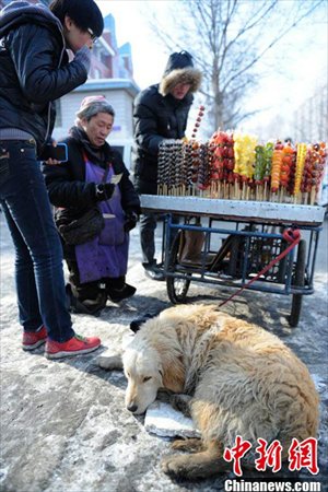 Big Yellow waits quietly as his owner sells Bingtanghulu on February 6, 2013. Photo: Chinanews.com