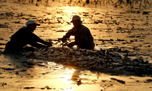 Lotus root diggers putting their day's work together at twilight. Photo: Yang Hui/GT