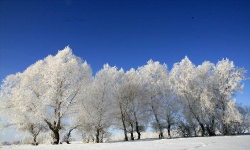 Photo taken on Dec. 6 shows the rime scenery at Xemirxek Town, Altay City, northwest China's Xinjiang Uygur Autonomous Region. Affected by the heavy snow and low temperature, Altay City received rime on Thursday. Photo: Xinhua 