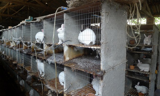 Rabbits raised by a farmer in Shidi with the financial support of the Red Cross. Photo: Liu Dong/GT