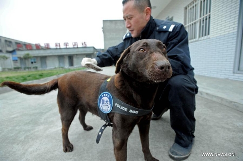 A handler combs police dog Dongdong before they perform their duty at Police Dog Base of Chengdu Railway Public Security Office in Chengdu, capital of southwest China's Sichuan Province, Feb. 20, 2013. It is the first time for the 4-year-old female Labrador to be on duty during the Chinese New Year holidays here and she was responsible for sniffing out explosive devices and materials. (Xinhua/Xue Yubin)  
