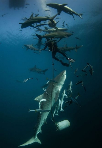 Photographer Rainer Schimpf caught the breathtaking moment when a diver gets&nbsp;trapped during the shark feeding frenzy. (Source: huanqiu.com)
