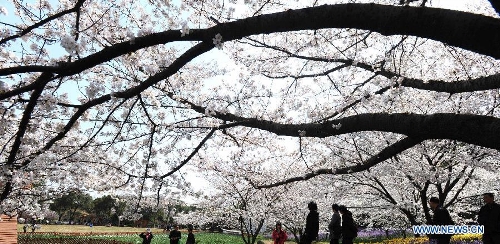 Tourists enjoy cherry blossoms in full bloom at a forest park in Suzhou, east China's Jiangsu Province, March 21, 2013. (Xinhua/Hang Xingwei) 