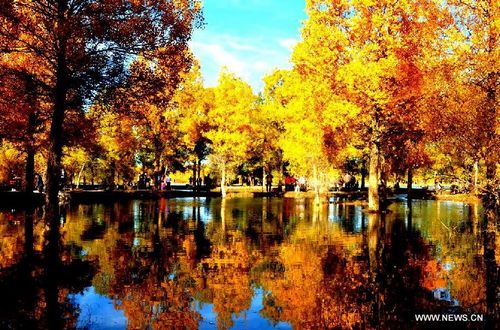 Tourists enjoy the scenery at a forest park in Jiuquan city, Northwest China's Gansu Province, October 6, 2012. Photo: Xinhua