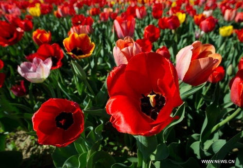 Tulip blossom at the Beijing International Flower Port in Beijing, capital of China, April 29, 2013. A tulip cultural gala was held here, presenting over 4 million tulips from more than 100 species. (Xinhua/Luo Xiaoguang) 