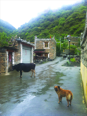 Newly built houses for Tibetan herdsmen in Songgang township, Barkam county, Sichuan Province Photo: Zhang Yiqian/GT