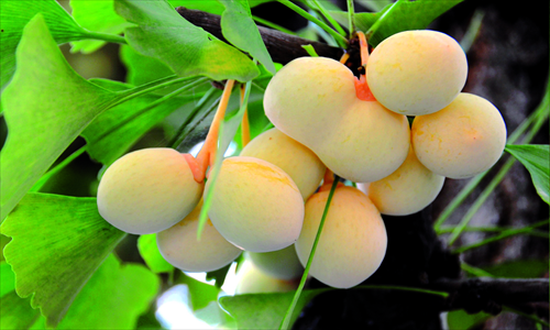 Some claim ginkgo nuts are super foods, while others warn people to avoid them. Photo: CFP