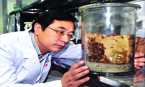 Zeng, or Dr Cockroach, studying his biological love.  Photo: Courtesy of Beijing Centers for Diseases Control and Prevention