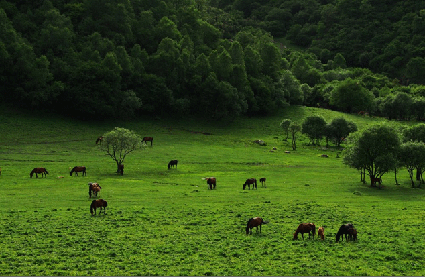 Guanshan Pasture. Photo: www.gsgrassland.com