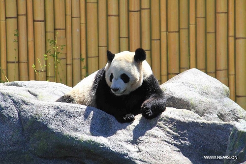 Giant panda Da Mao is seen at the Toronto Zoo in Toronto, Canada, May 16, 2013. About 200 VIP guests attended the opening ceremony of the Giant Panda exhibition at the Toronto Zoo on Thursday. The exhibit features two pandas from China, Da Mao and Er Shun, who will be staying in the Toronto Zoo for five years before they are moved to the Calgary Zoo for another five years in Canada. (Xinhua/Ma Dan) 