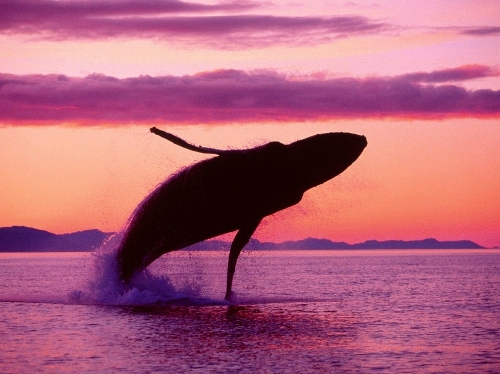 (Source: huanqiu.com)