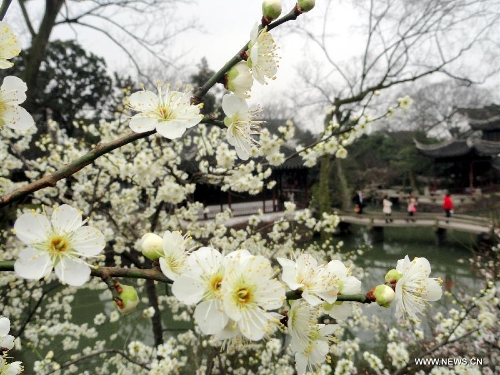 &nbsp;Photo taken on Feb. 27, 2013 shows people enjoy the scenery of plum blossoms at Zhuozheng (Humble Administrator) Garden of Suzhou, east China's Jiangsu Province. Plum blossoms began to bloom as temperature rised in Jiangsu. (Xinhua/Wang Jiankang)