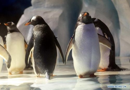 Penguins stagger at the 
