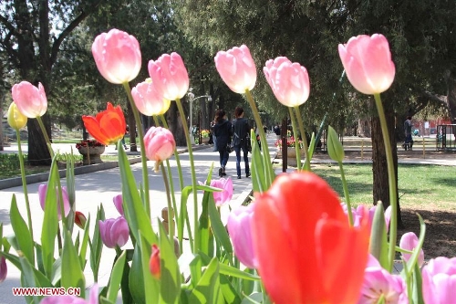 Tulip flowers blossom at the Zhongshan Park in Beijing, capital of China, April 16, 2013. (Xinhua/Wang Yueling)&nbsp;