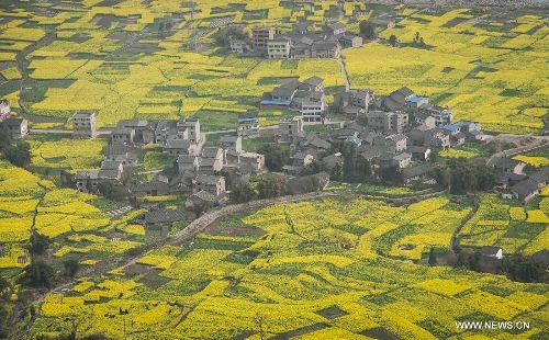 Photo taken on March 3, 2013 shows the scenery of rape flowers in Huatan Town of Yingjing County, southwest China's Sichuan Province. (Xinhua/Jiang Hongjing) 