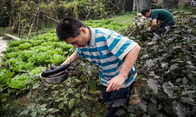 Jiao Jian and a volunteer collect eggplants on the farm. Photo: Li Hao/GT