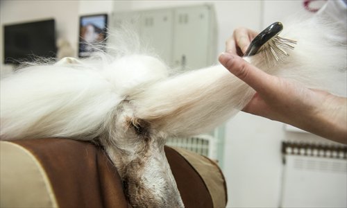 Ruowen Pet Salon specializes in sprucing up the hairdos of poodles and Schnauzers. Photos: Li Hao/GT