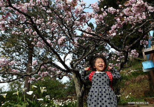  A girl enjoys cherry blossoms in the Alishan Scenic Area in Chiayi, southeast China's Taiwan, March 26, 2013. (Xinhua/Xie Xiudong) 