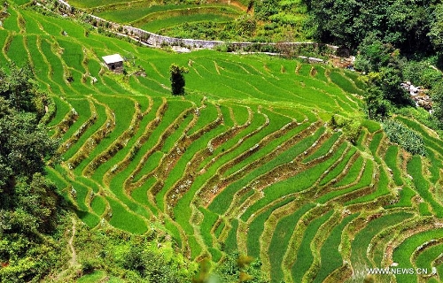 &nbsp;Photo taken on June 29, 2013 shows the terraced fields in Yuanyang County of Honghe Prefecture in southwest China's Yunnan Province. The UNESCO's World Heritage Committee inscribed China's cultural landscape of Honghe Hani Rice Terraces onto the prestigious World Heritage List on June 22, bringing the total number of World Heritage Sites in China to 45. (Xinhua/Chen Haining) 