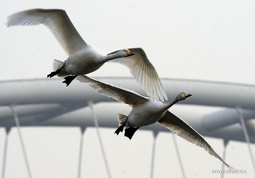 White swans are seen at the Yellow River wetland in Sanmenxia, central China's Henan Province, Jan. 5, 2013. (Xinhua/Wang Song)&nbsp; 