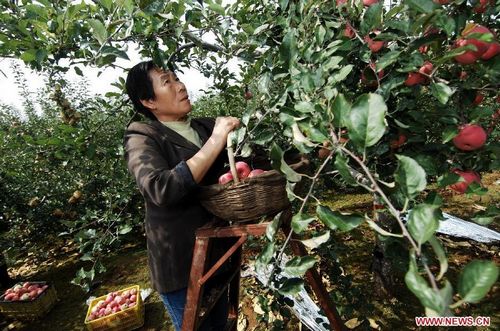 A fruit grower picks apples in an orchard in Dongjing Village, Yongxiang Township of Luochuan County, Northwest China's Shaanxi Province, September 23, 2012. The apple-planting area in Luochuan covers 500,000 mu (about 33.333 heactares), which could yield to an estimated yearly production of 700,000 tonnes. Photo: Xinhua