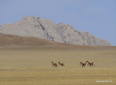 Photo taken on October 20, 2012 shows Tibetan wild donkeys on Qiangtang Grassland in Southwest China's Tibet Autonomous Region. Qiangtang Nature Reserve covers an area of more than 200,000 sq km in northern Tibet. The reserve is home to over 400 kinds of wild animals. (Xinhua/Liu Kun)