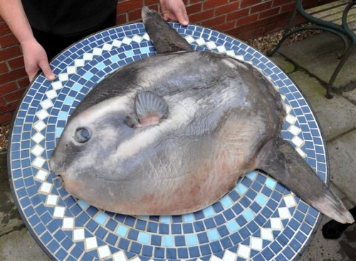 A British man found a six-stone sunfish on the Sandilands beach near Sutton-on-Sea, Lincolnshire in Britiain.&nbsp;The creature is the world's largest bony fish and is rarely seen on British coasts. (Photo: xinhuanet.com)