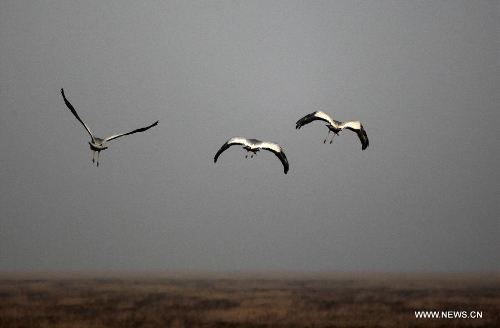 A flock of snow cranes (Grus leucogeranus), one of China's Class-I State-Protected Species, are seen at the Shahu Wetland of the Poyang Lake, in Jiujiang City, east China's Jiangxi Province, Jan. 9, 2013. (Xinhua/Fu Jianbin) 