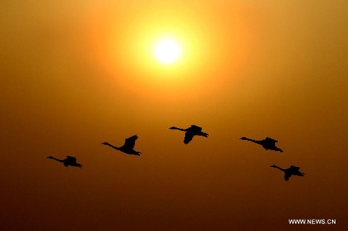 Swans fly over the Yellow River wetland in Pinglu County, north China's Shanxi Province, Jan. 23, 2013.(Xinhua/Xue Jun)&nbsp; 