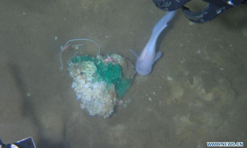 Photo taken onboard China's manned submersible Jiaolong on June 27, 2012 shows the environment underwater at the Mariana Trench in the Pacific Ocean. Submersible Jiaolong set a new national dive record on Wednesday after reaching 7,062 meters below sea level during its fifth dive into the Mariana Trench. The Jiaolong got three water samples, two sediment samples and one organism sample, placed a marker, and made several experiments on the sea floor 7,062 meters deep from the sea surface. Photo: Xinhua/China Ocean Mineral Resources Research and development Association