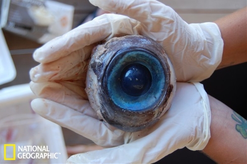 1. Giant mysterious eyeball found on Florida beach (Source: sina.com.cn)