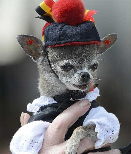 A Chihuahua pet dog decorated with national-coloured ribbons is pictured during on the military parade in Brussels, capital of Belgium, July 21, 2012, on the occasion of the Belgian National Day. Photo: Xinhua