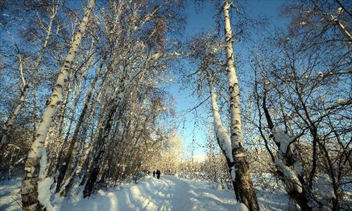 Photo taken on Dec. 28, 2012 shows white birch grove after snowfall at White Birch Park in Altay, northwest China's Xinjiang Uygur Autonomous Region. Beautiful snow scenery here attracts a good many tourists. Photo: Xinhua