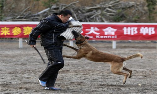 A guard dog wrestles with a man during a competition held in Zhejiang Province Sunday. Twenty-eight guard dogs including Belgian Shepherds, Rottweilers and German Shepherds from across the country competed. Photo: CFP