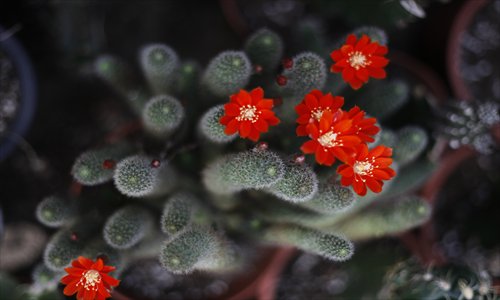There is a booming interest in growing succulents among Shanghai's amateur gardeners. Photos: Cai Xianmin/GT