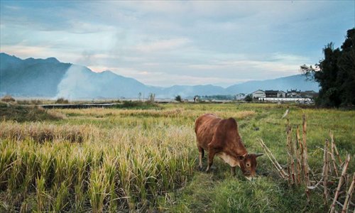 A cow eats grass on the field near the ancient townlet Heshun in Tengchong County, southwest China's Yunnan Province, on November 3, 2012. The townlet, featuring time-honored temples and houses, is located three kilometers away from the county seat of Tengchong, where live 6,000 people. Photo: Xinhua