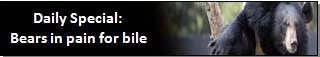 Bear bile